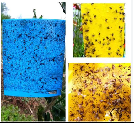 PIÈGES À INSECTES AGRI-HAS : PROTÉGEZ VOS CULTURES, RÉDUISEZ LES PERTES